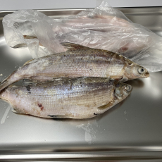 Пелядь (Сырок) крупная - Рыбный Берег