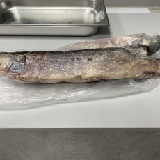 Щука - Рыбный Берег