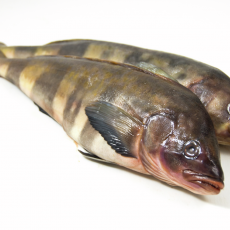 ТЕРПУГ Н/Р 600-800 L  - Рыбный Берег