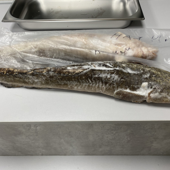 Налим - Рыбный Берег